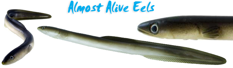 8" Soft Plastic American Eel Cobia and Striper Lure Wholesale Five Pack Natural 