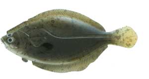 3.75" Flounder