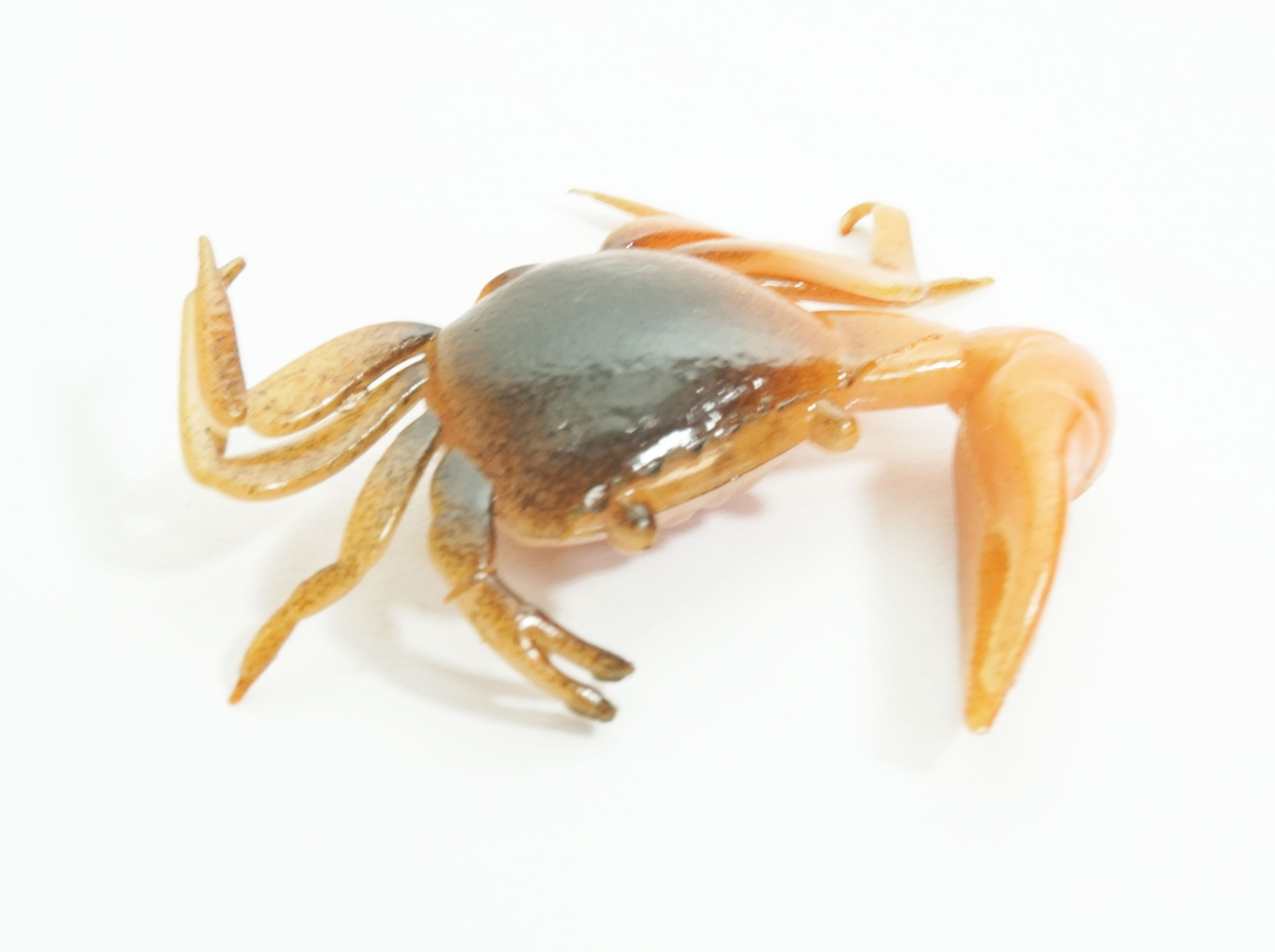 Artificial Fiddler Crab 1-1/2" Brown/Orange 8 Pack - Click Image to Close