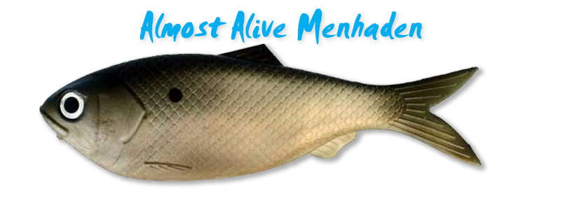 Menhaden : Almost Alive Lures, The best there ever was.