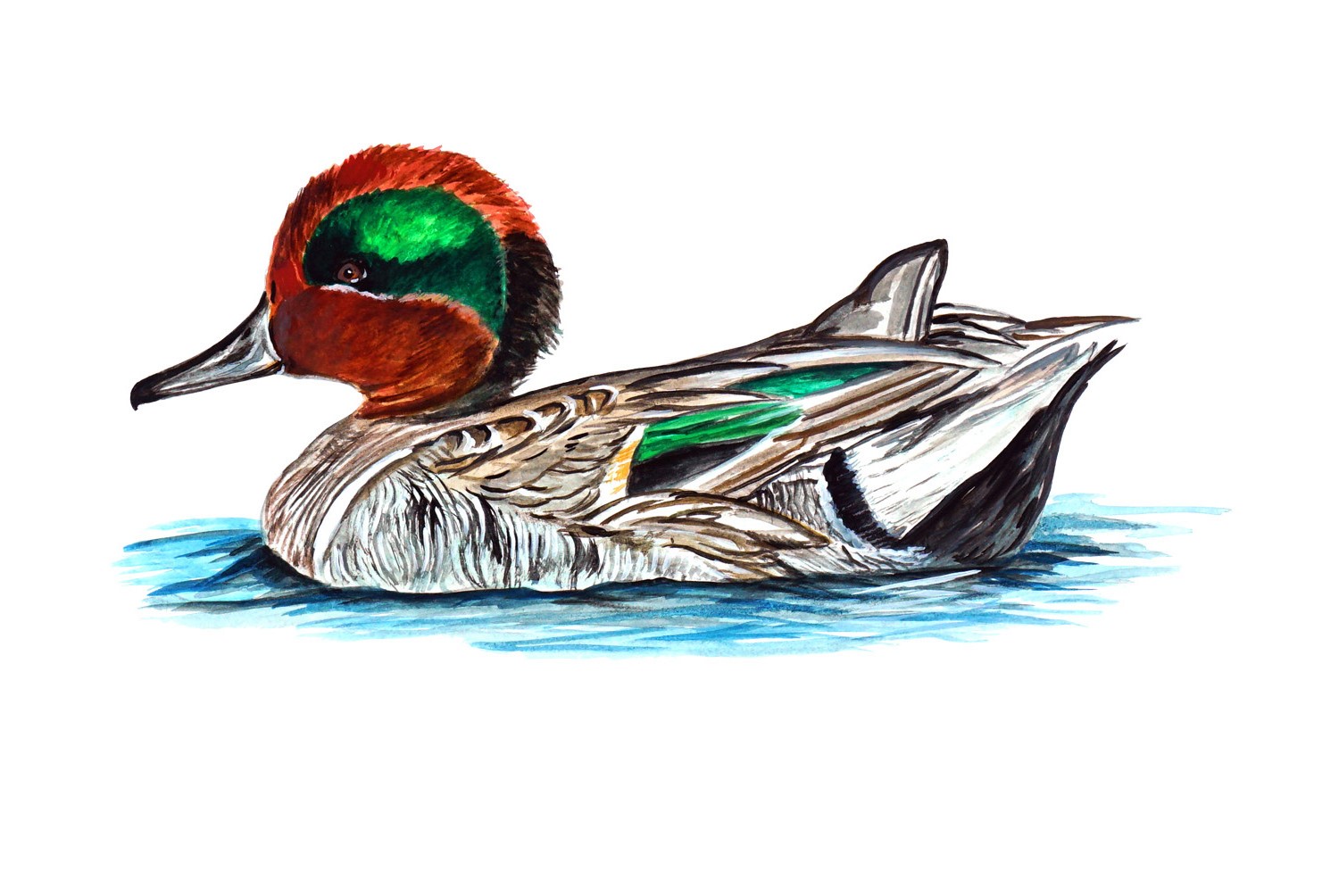 Green Winged Teal Decal/Sticker