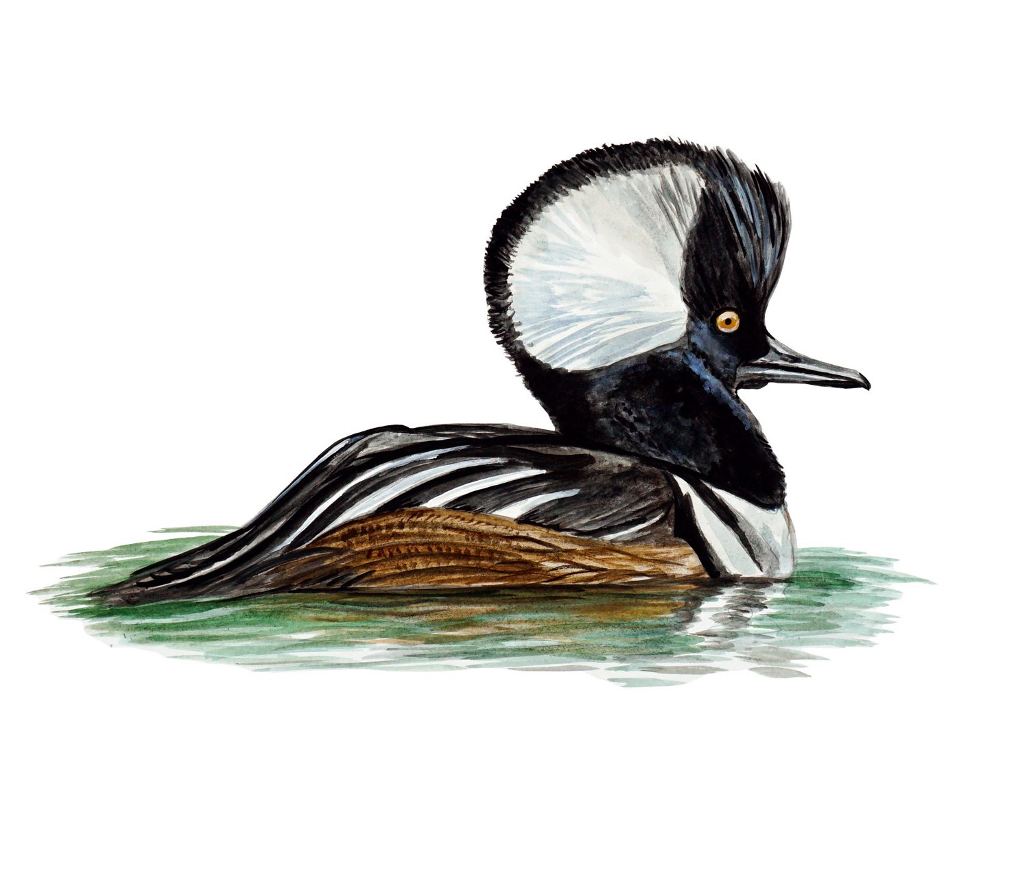 Hooded Merganser Decal/Sticker - Click Image to Close
