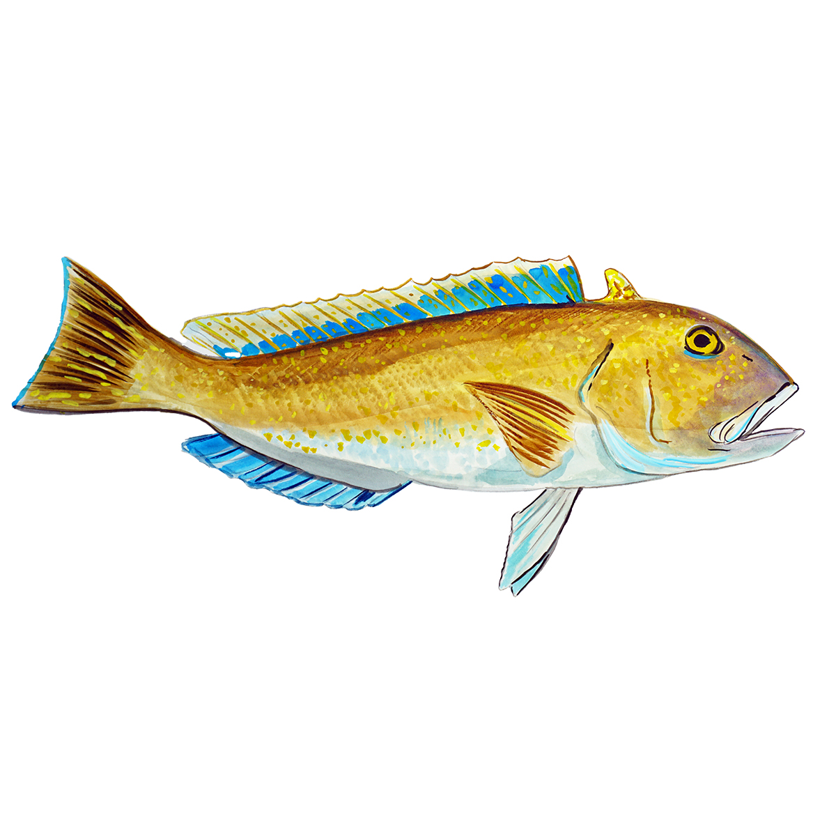 Golden Tile Fish Decal/Sticker - Click Image to Close